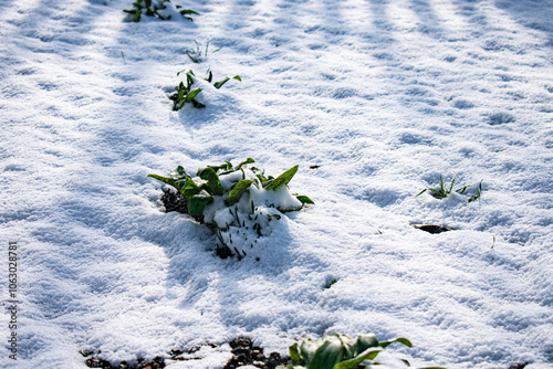 Wallpaper Mural Green leaves of flowers under snow. Natural Torontodigital.ca