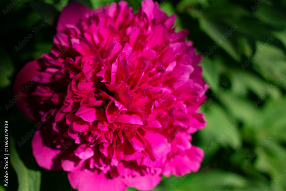 Fototapeta premium Red peony. Natural spring background