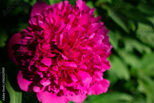 Red peony. Natural spring background