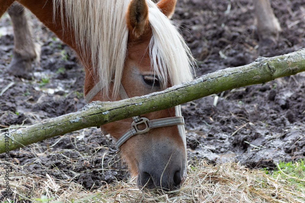 Horse grazing in the pasture. Close-up shot.