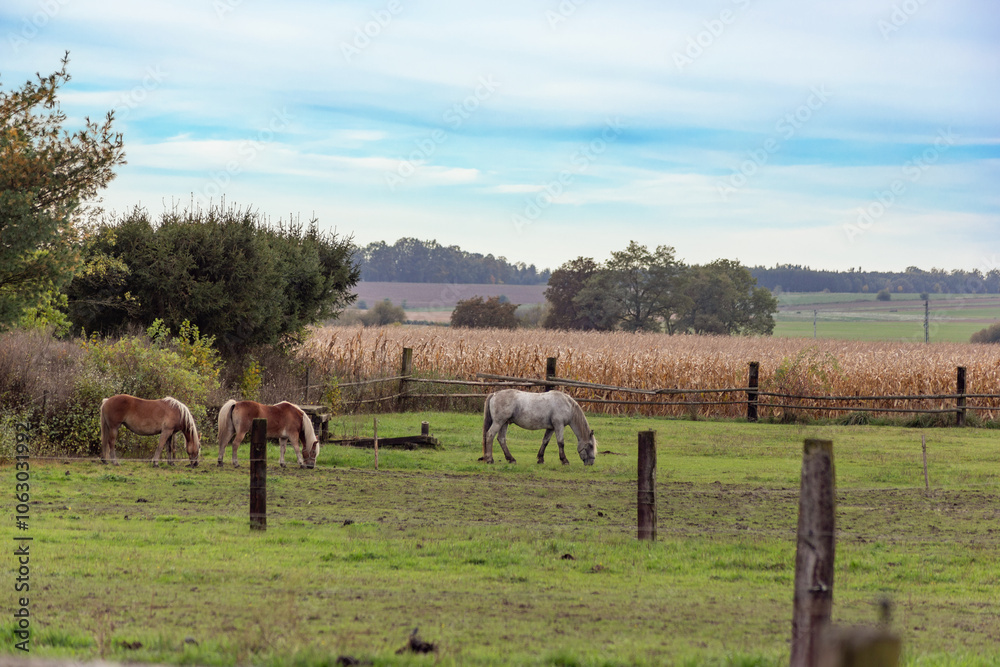 Horses grazing in the pasture.