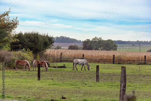 Obraz na płótnie Horses grazing in the pasture. w salonie