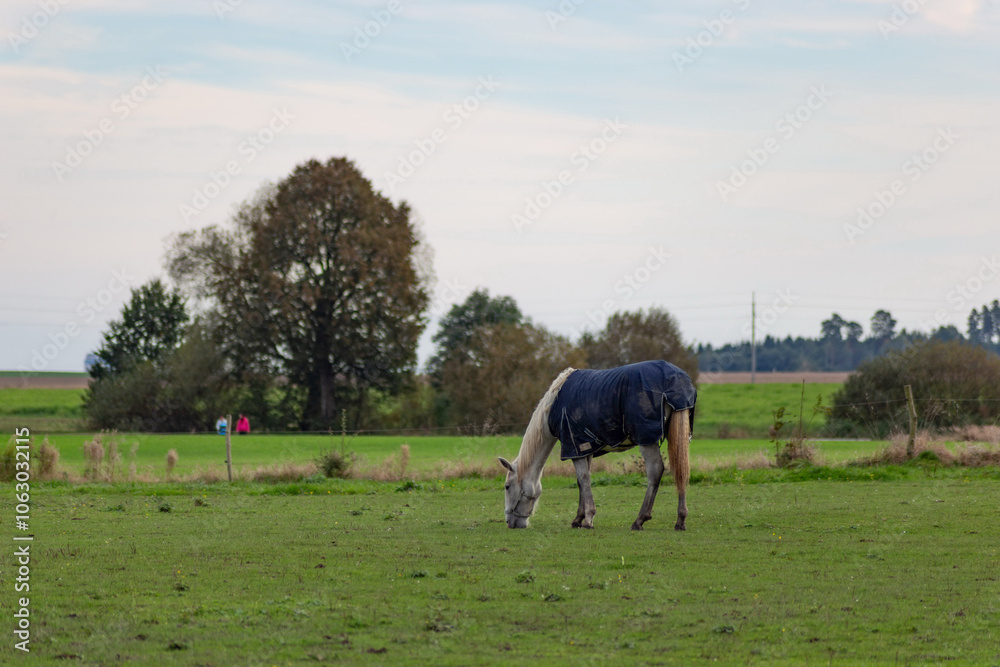 Horses grazing in the pasture.