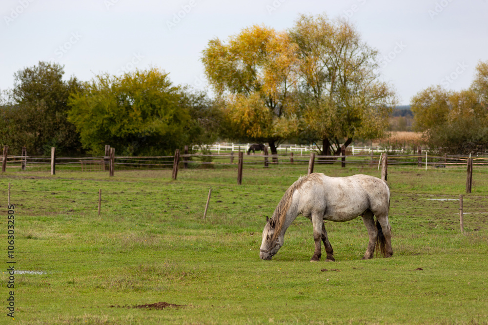 Horses grazing in the pasture.