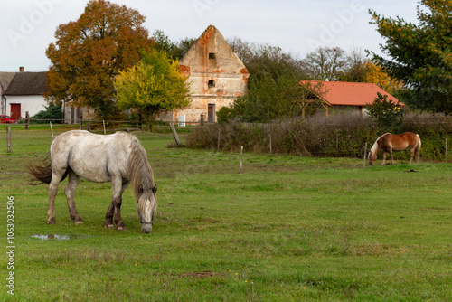 Horses grazing in the pasture.