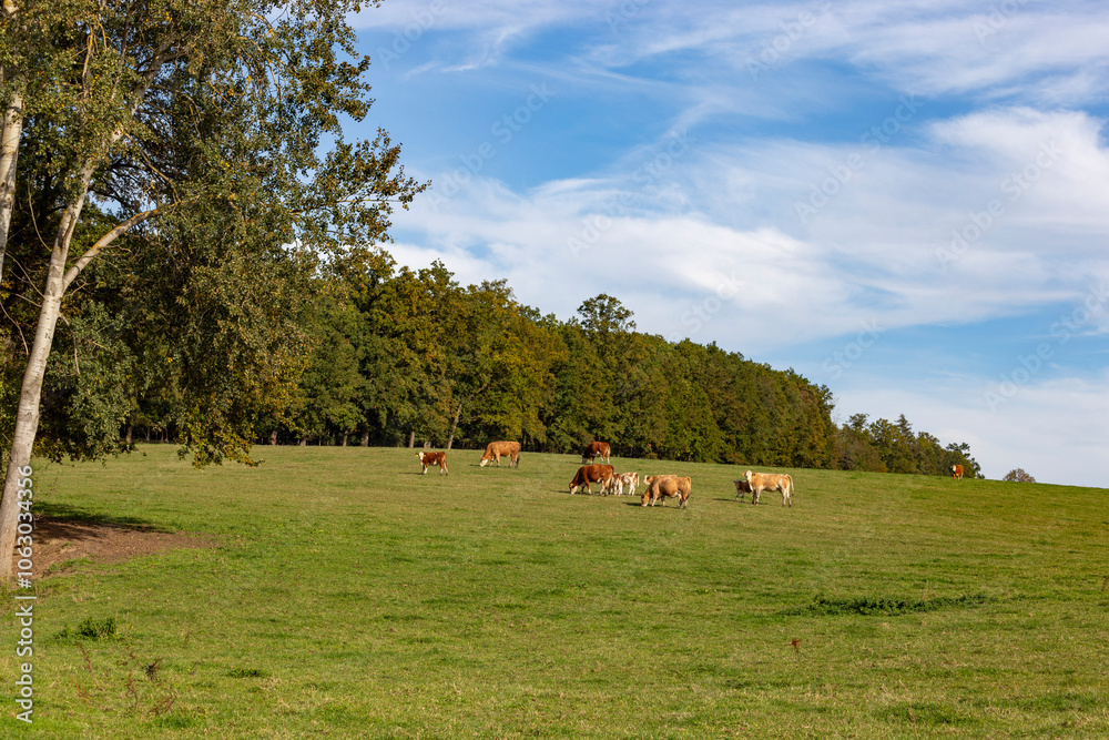 Cows is grazing in a pasture on an autumn day.