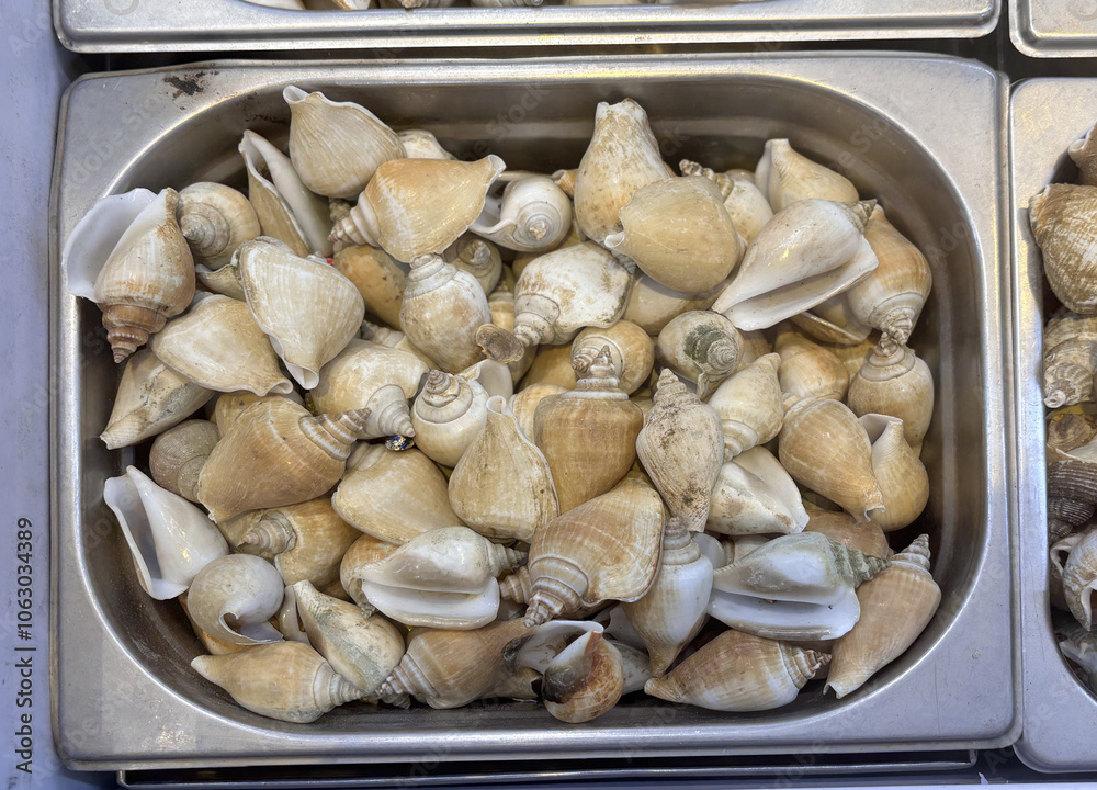Fresh Clams Shellfish Seafood. Laevistrombus canarium, dog conch, wing shell, seafood Fresh Clams Shellfish Seafood. Laevistrombus canarium, dog conch, wing shell, seafood