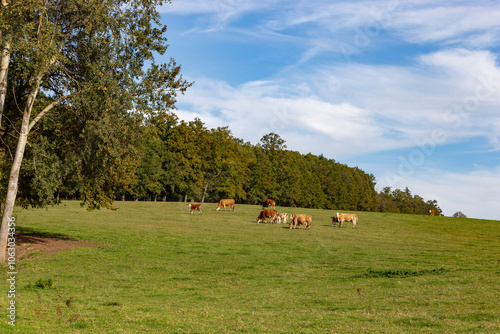 Obraz na płótnie Cows is grazing in a pasture on an autumn day. w salonie