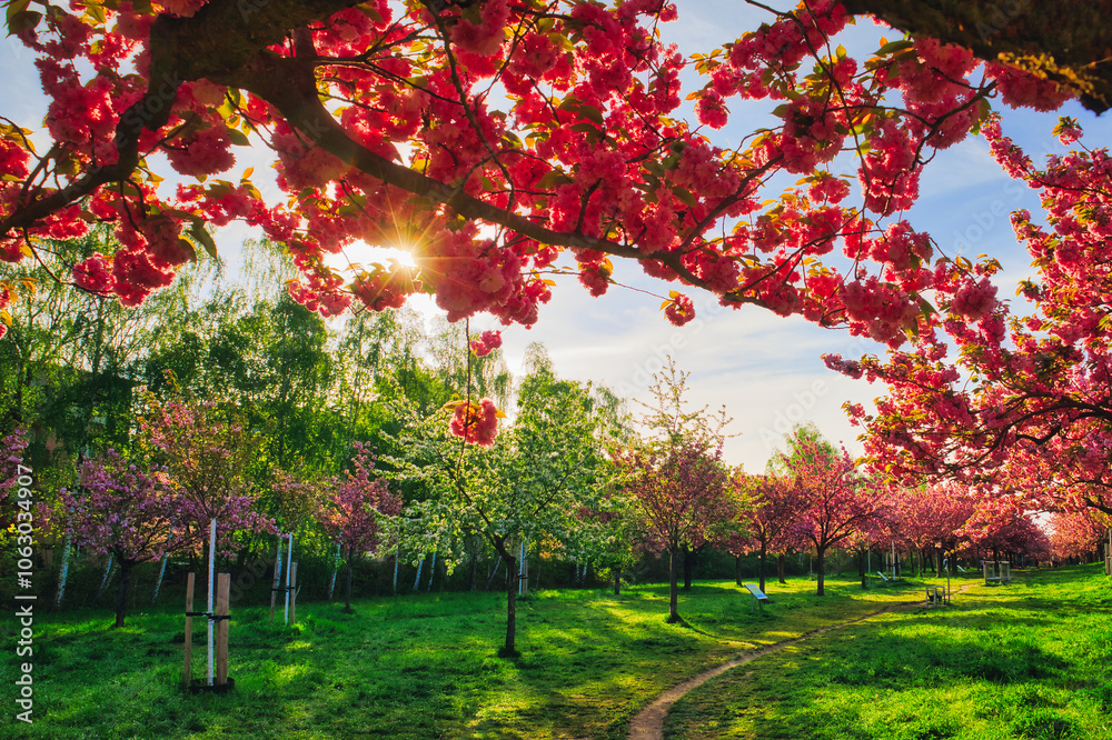 Naklejka premium Kirschblüte - Kirschbäume - Asahi - Teltow - Brandenburg - Germany - Blütenpracht - Cherry - Blossoms - Flower - Green - Japanese - Background - Sakura - Concept
