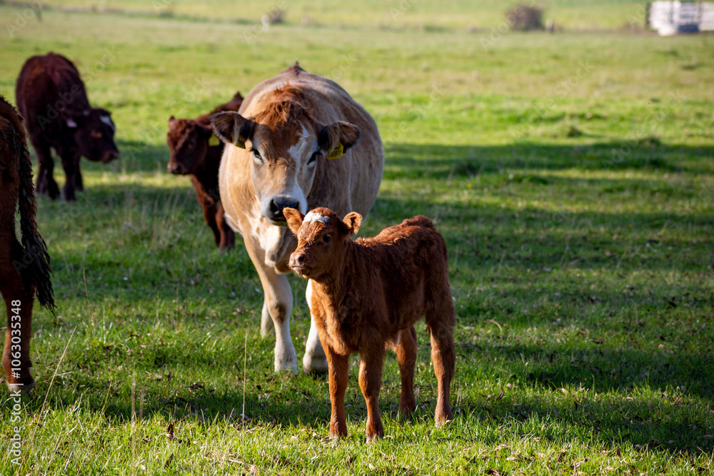 Cow and calf in a pasture.