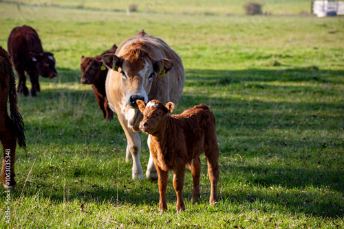 Obraz na płótnie Cow and calf in a pasture. w salonie