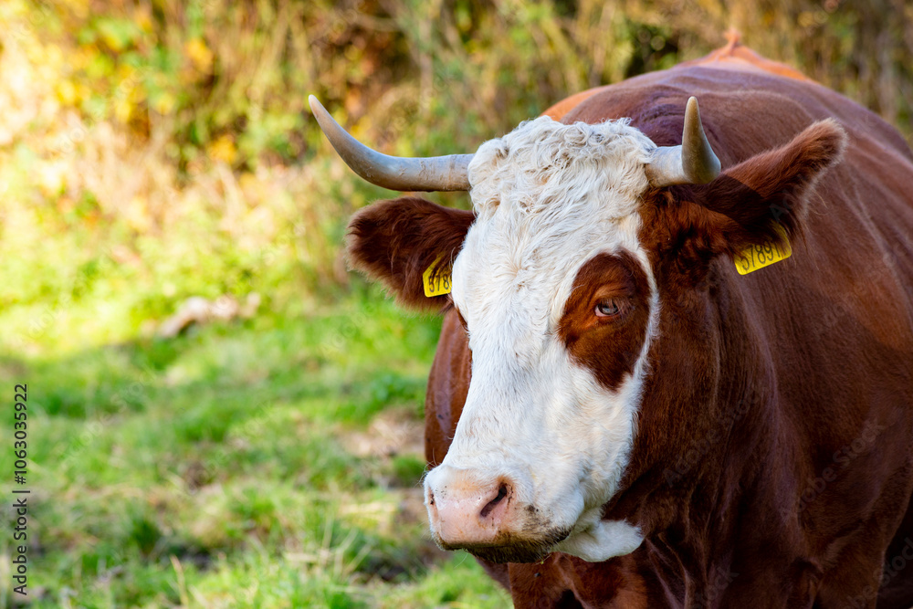 A close-up portrait of a cow grazing in a pasture.