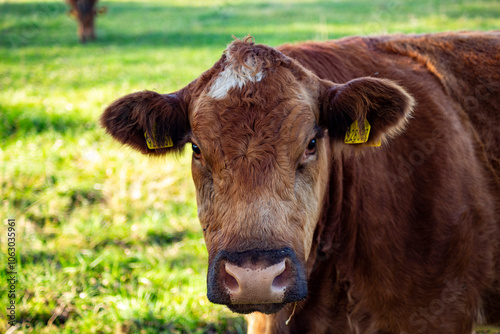 A close-up portrait of a cow grazing in a pasture.