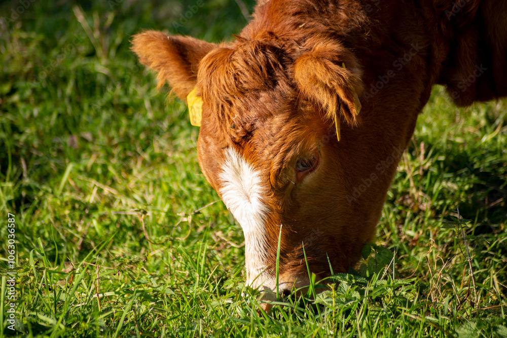 A close-up portrait of a cow grazing in a pasture.