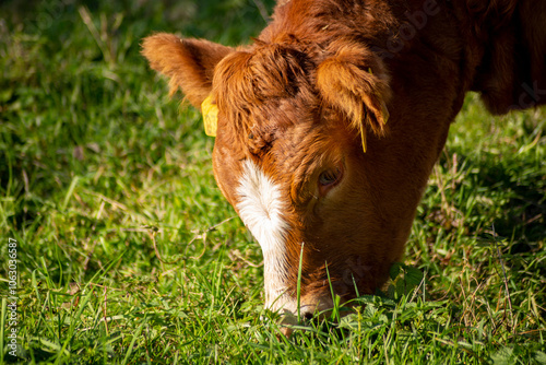 Obraz na płótnie A close-up portrait of a cow grazing in a pasture. w salonie