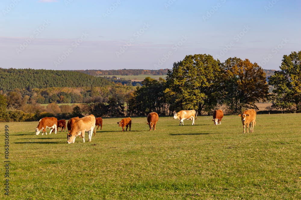 Cows is grazing in a pasture on an autumn day.
