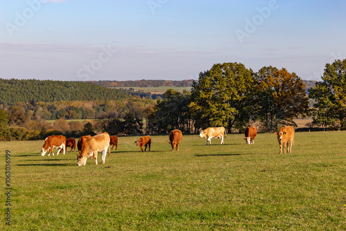 Obraz na płótnie Cows is grazing in a pasture on an autumn day. w salonie