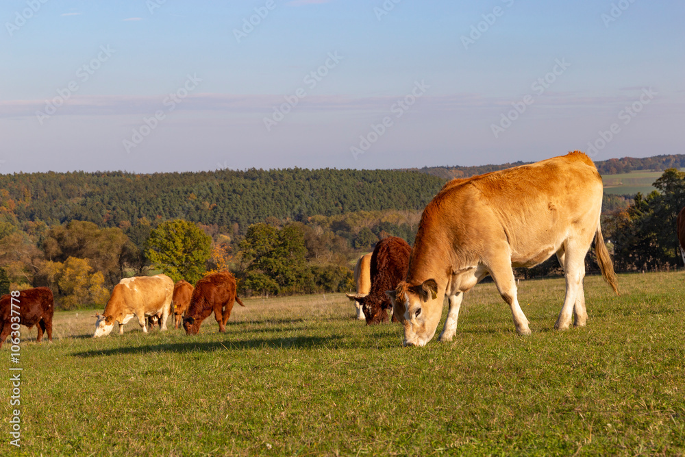 Cows is grazing in a pasture on an autumn day.
