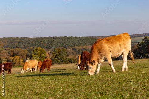 Obraz na płótnie Cows is grazing in a pasture on an autumn day. w salonie