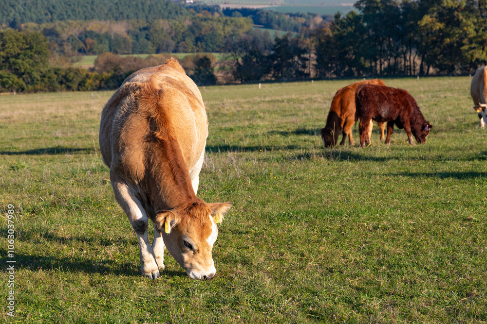 Cows is grazing in a pasture on an autumn day.