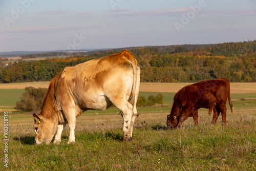 Obraz na płótnie Cows is grazing in a pasture on an autumn day. w salonie