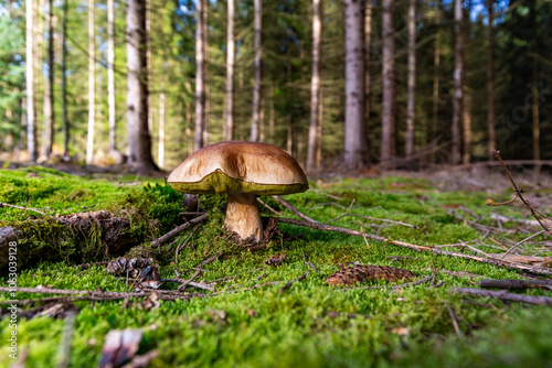 Obraz na płótnie A porcini mushroom growing on green moss in an autumn forest. w salonie