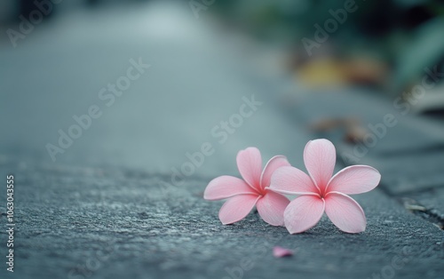 Create a beautiful high-resolution photograph of two pink frangipani flowers lying on a sidewalk, complemented by a blurred background of greenery and concrete. 