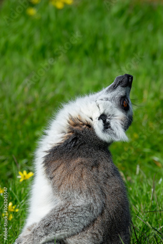 Lemur Sitting in the Grass looking up