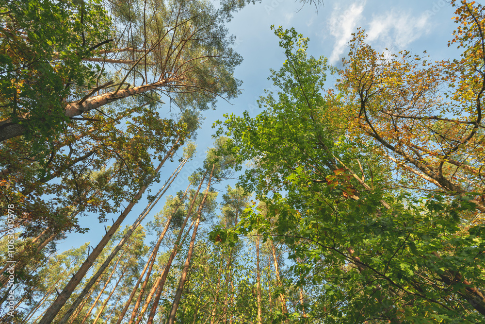 Obraz premium forest in autumn and blue sky