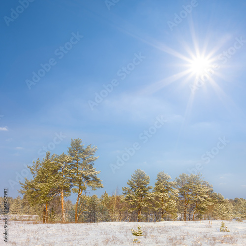 fir tree forest glade in a snowat the winter sunny day, natural seasonal landscape photo