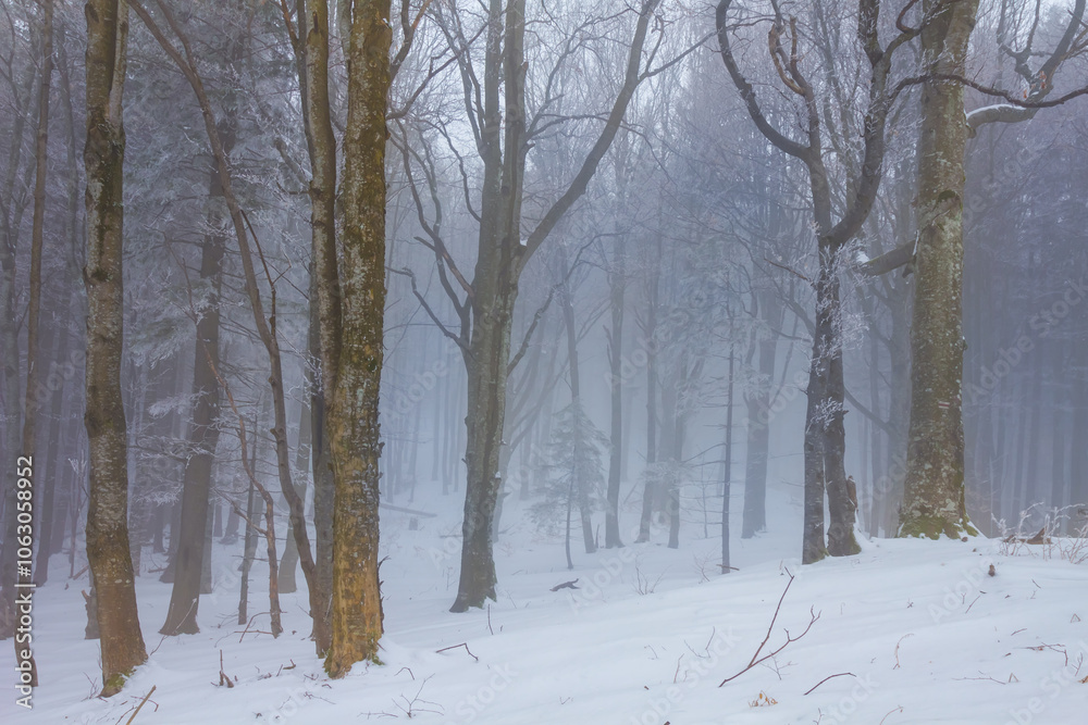 quiet winter snowbound forest in blue mist, seasonal natural landscape quiet winter snowbound forest in blue mist, seasonal natural landscape