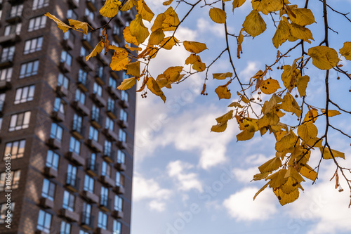 Apartment skyscraper through the branches of autumn trees in business district against blue sky. Looking up high-rise dwelling buildings. Day time, park, fall. Angled view. Defocus background. photo