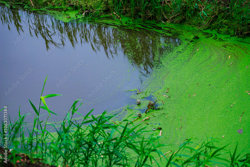 A pond with green algae floating on the surface A pond with green algae floating on the surface