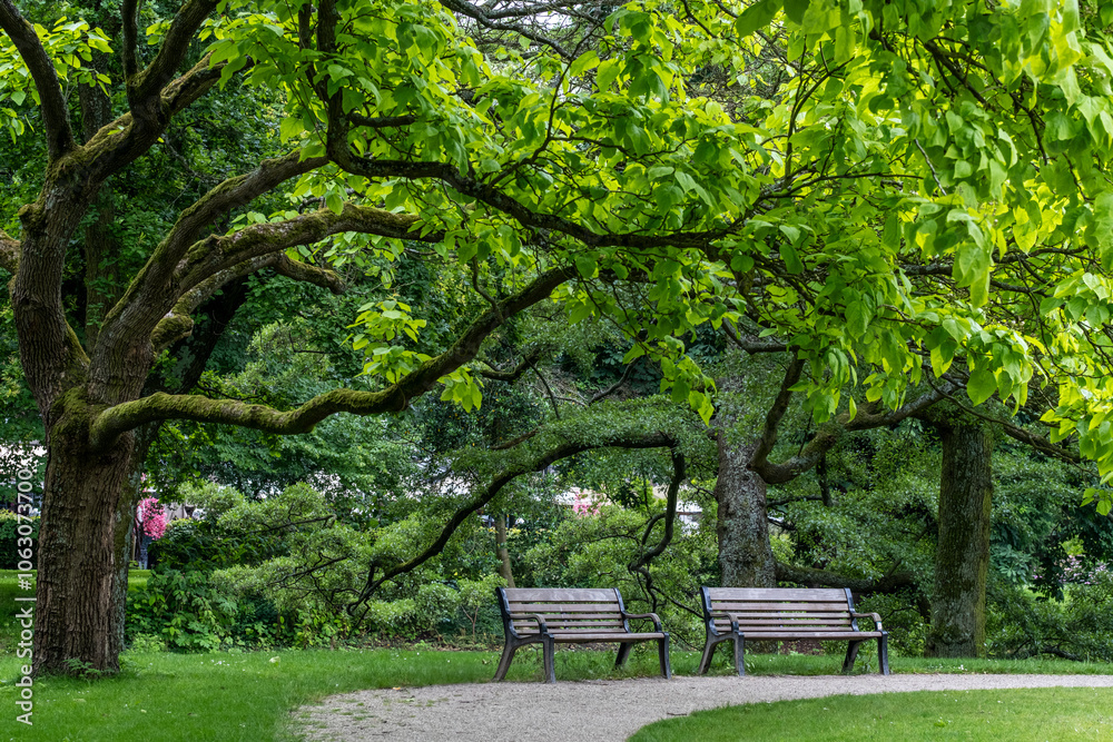A tranquil park with lush green trees and two wooden benches offering a peaceful retreat for relaxation and reflection on a sunny day in a natural setting in Rotterdam A tranquil park with lush green trees and two wooden benches offering a peaceful retreat for relaxation and reflection on a sunny day in a natural setting in Rotterdam