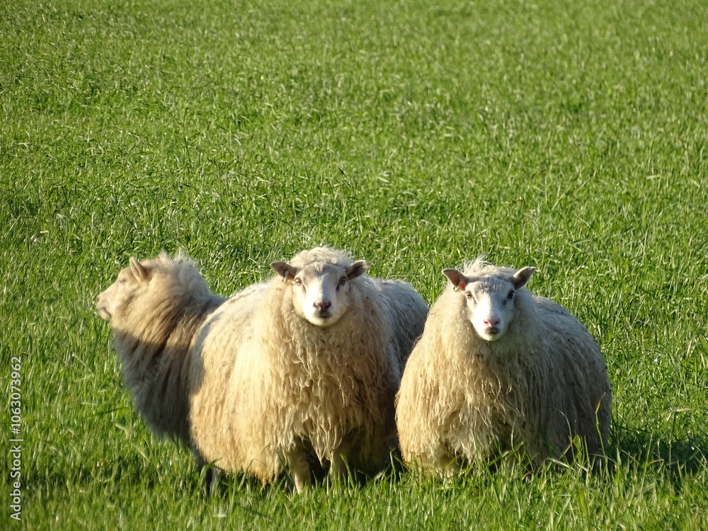Naklejka premium sheep and lambs