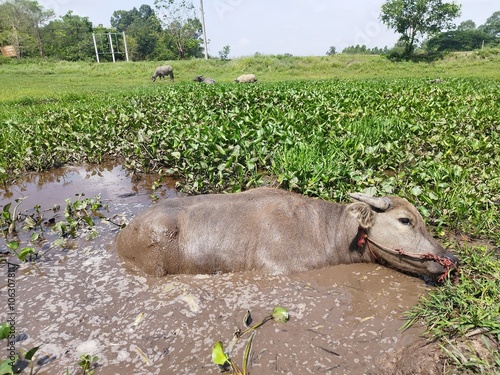 buffalo in the grass