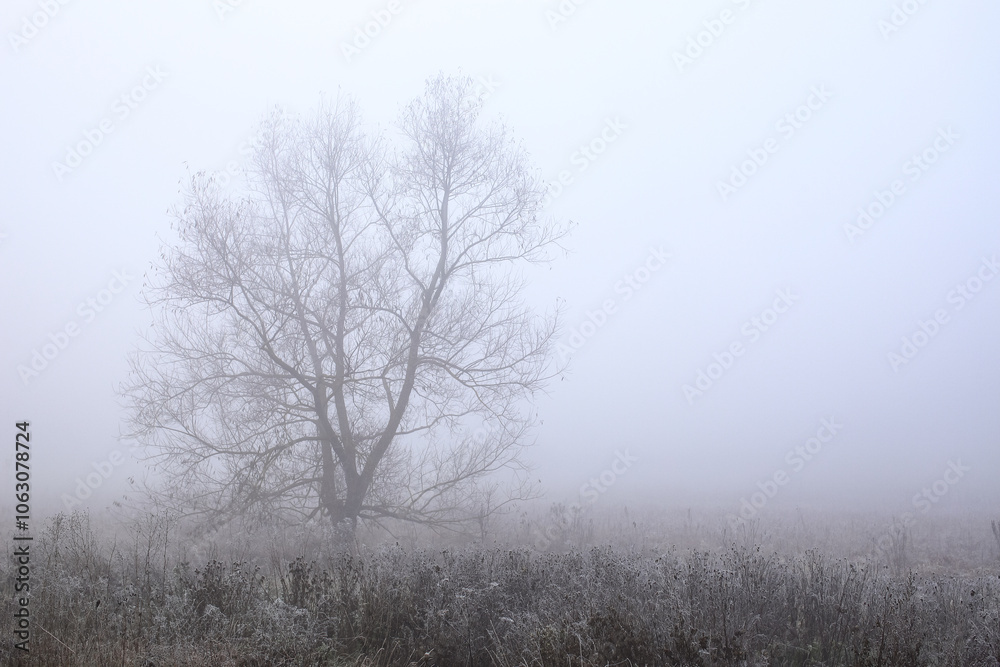 A lonely lonely tree by the road in the thick morning fog. Autumn morning, thick fog on a cloudy day.