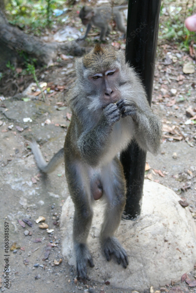 Fototapeta premium Brown and grey monkey standing up and eating