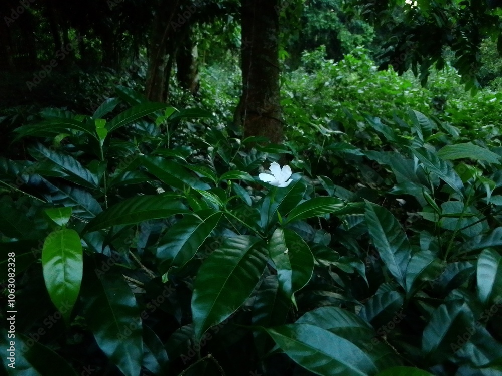 Obraz premium Village Beautiful Scenery - Paddy Field, Village Jungle Flowers, Village Evening, Fruit Tree Garden, Village Sunset, Village River