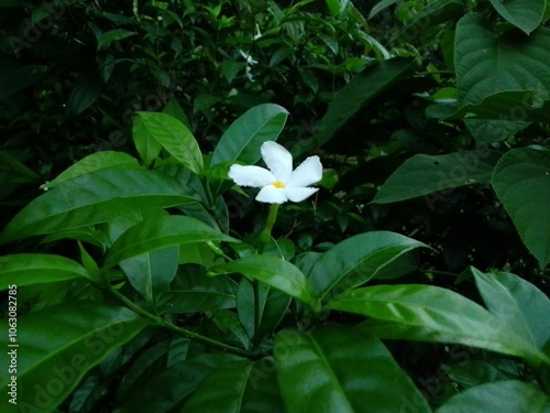 Village Beautiful Scenery - Paddy Field, Village Jungle Flowers, Village Evening, Fruit Tree Garden, Village Sunset, Village River