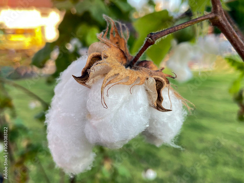 Cotton plant is a shrub that produces fiber. The fruit is round with a long, pointed tip. The seeds are oval and have white fluffy hairs. photo