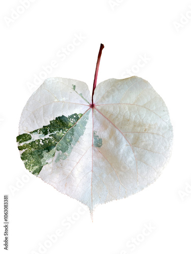 isolated leaves of Thespesia populnea has a heart-shaped appearance Leaf edges are smooth or serrated. The upper surface of the leaf is green with white spots scattered throughout the leaf. photo