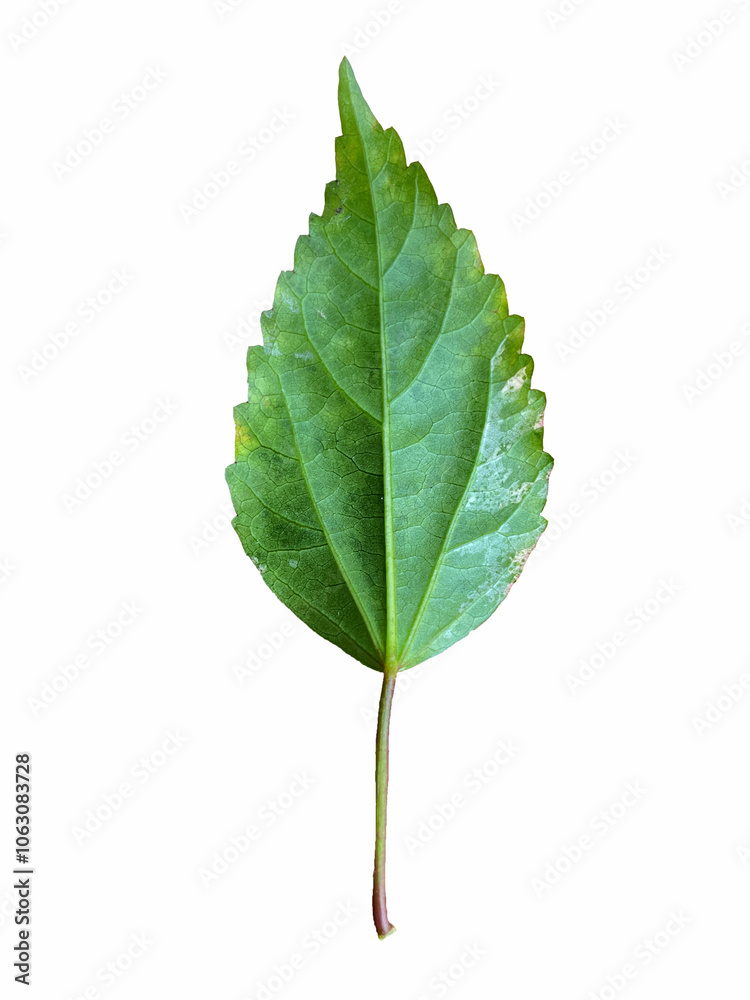 isolated on the back of the Snowflake Hibiscus leaves. The leaves have sparse white spots. The edges of the leaves are serrated into a sawtooth pattern. isolated on the back of the Snowflake Hibiscus leaves. The leaves have sparse white spots. The edges of the leaves are serrated into a sawtooth pattern.