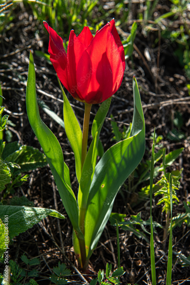 Endemic flower species in Turkey. Colorful flowers in the Tunceli mountains. Colorful mountain flowers. Wildflowers blooming in spring. Three Tulips (Tulipa doerfleri) in flower, Türkiye Endemic flower species in Turkey. Colorful flowers in the Tunceli mountains. Colorful mountain flowers. Wildflowers blooming in spring. Three Tulips (Tulipa doerfleri) in flower, Türkiye