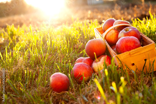 basket of apple on the ground on sunny day.autumn concept.Place for text