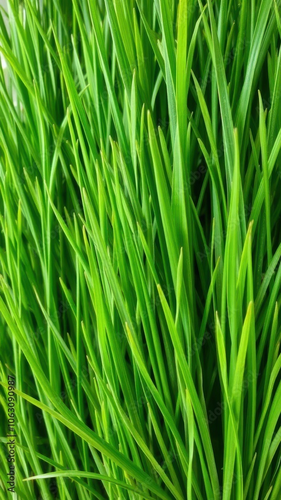 Artificial grass background with soft, lush green fibers for texture, landscape Artificial grass background with soft, lush green fibers for texture, landscape