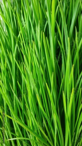 Artificial grass background with soft, lush green fibers for texture, landscape