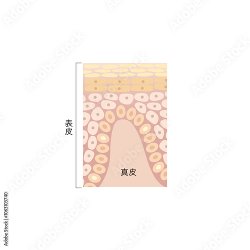 図版_肌図版_018_肌組織