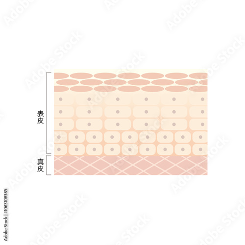 図版_肌図版_019_整った肌