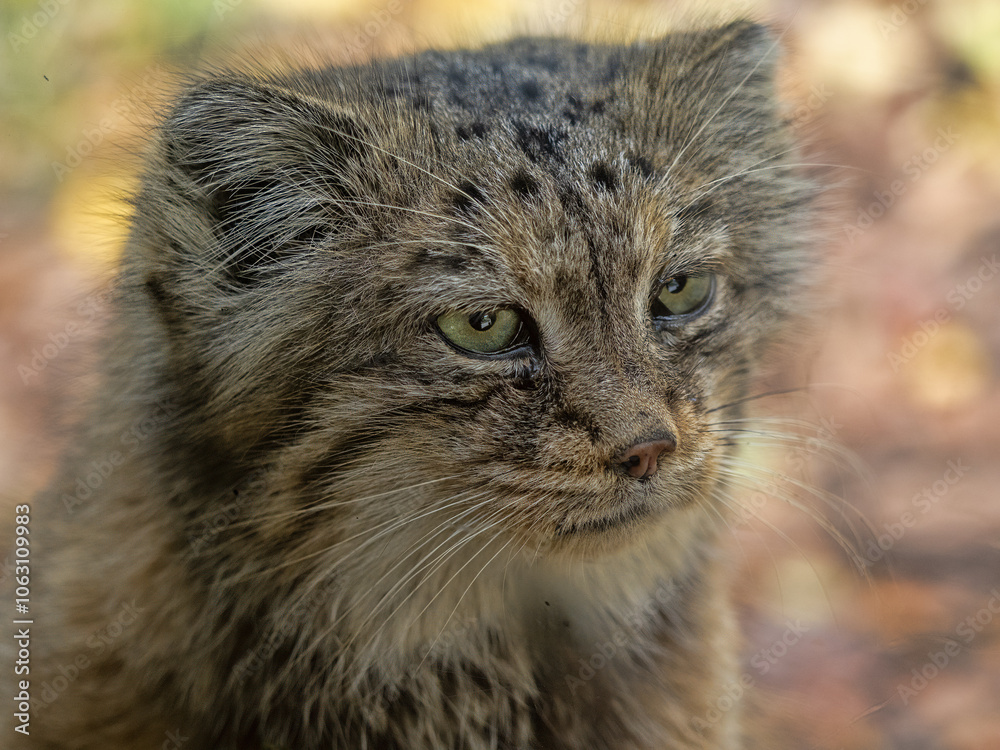 Obraz premium A female Pallas' cat, Otocolobus manul, observes the surroundings